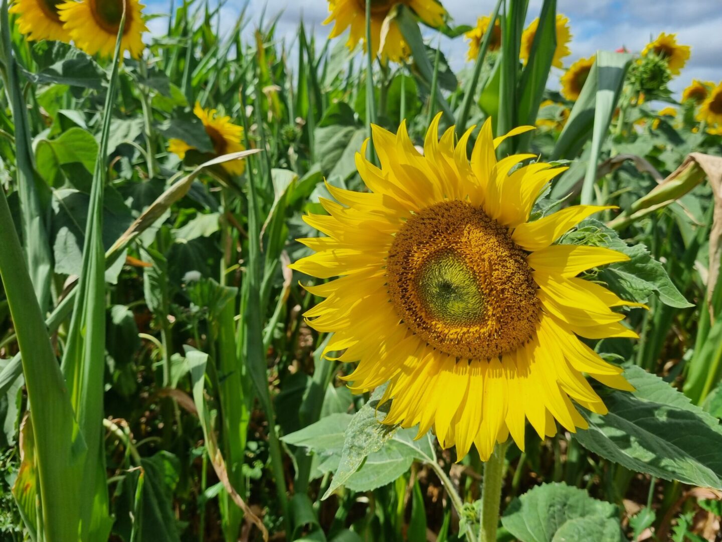Sunflowers Near Milton Keynes
Sunflowers Near Northampton